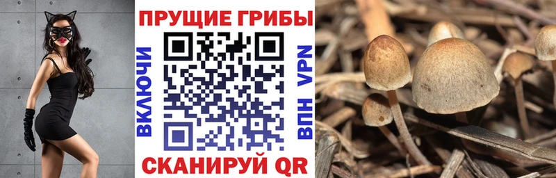 mega сайт где купить наркотик Елец Псилоцибиновые грибы Psilocybe